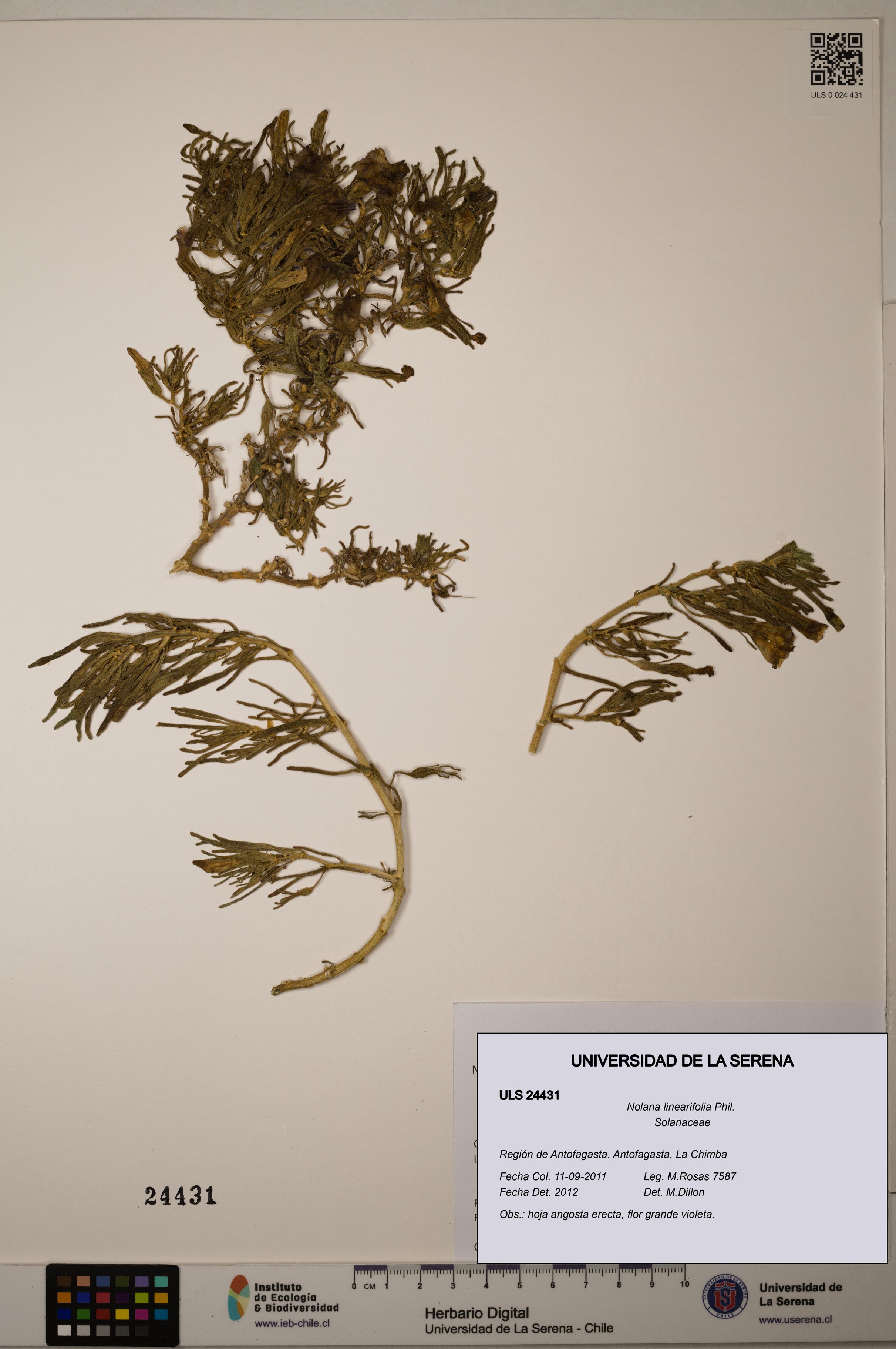 Nolana linearifolia [Espécimen: ]