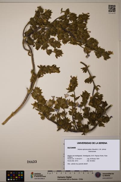 Nolana aplocaryoides [Espécimen: ]