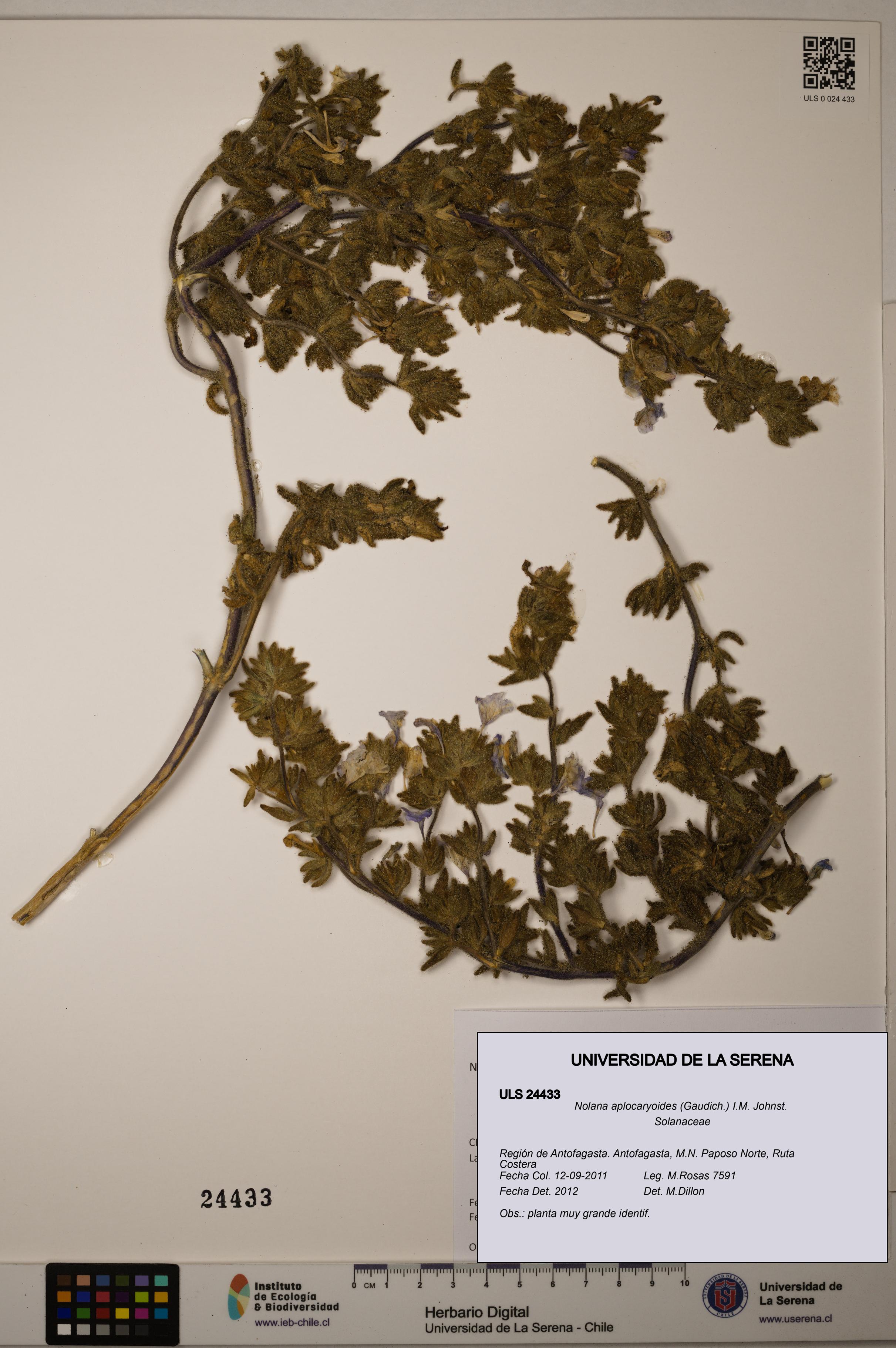 Nolana aplocaryoides [Espécimen: ]