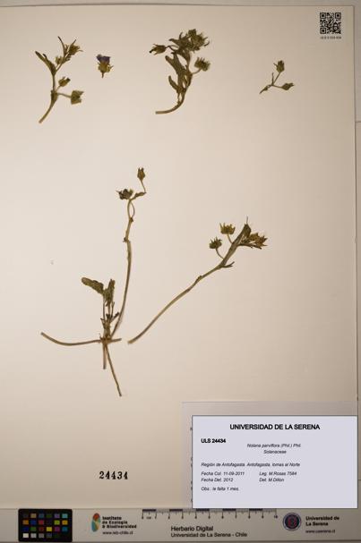 Nolana parviflora [Espécimen: ]