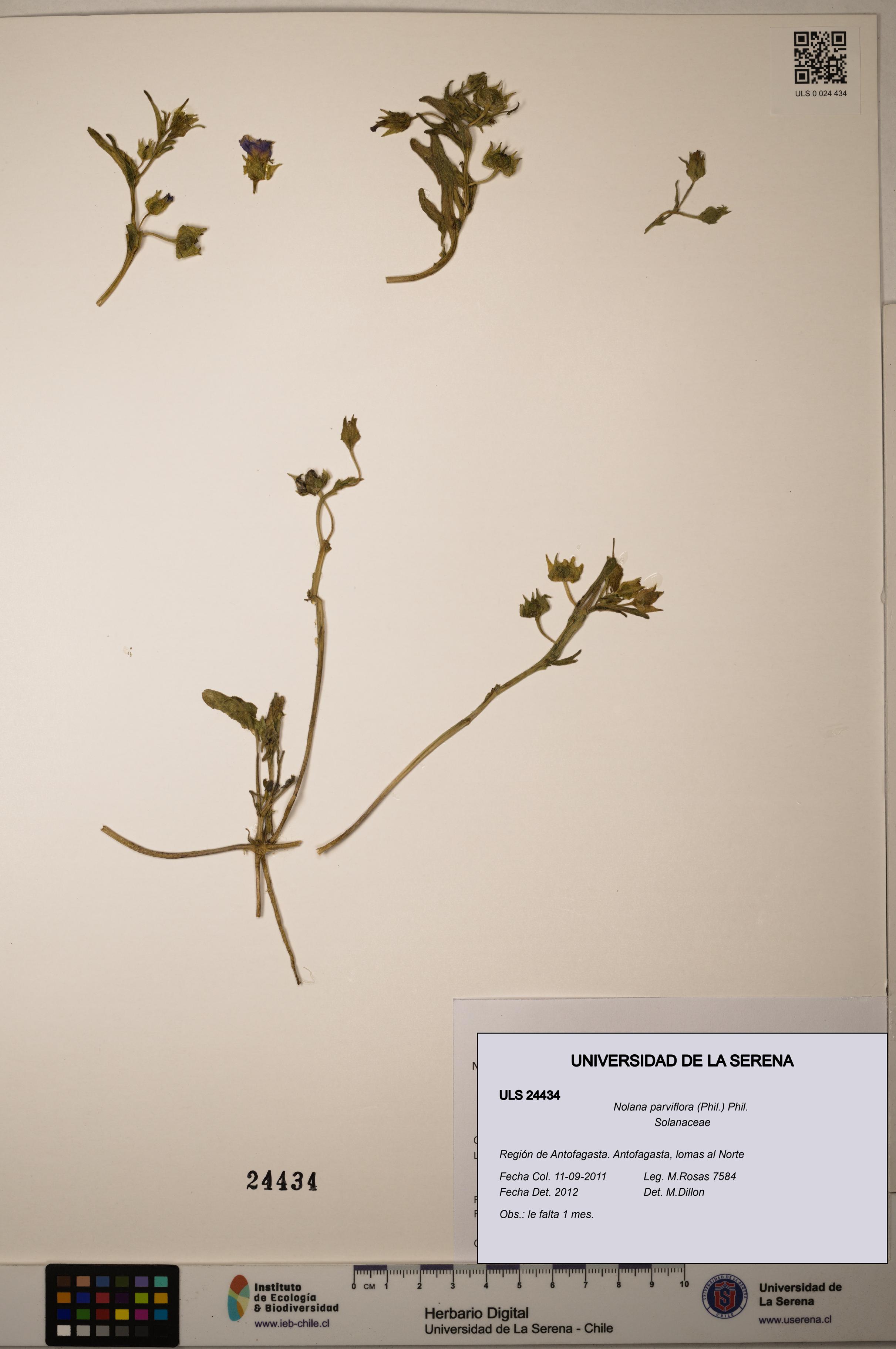 Nolana parviflora [Espécimen: ]