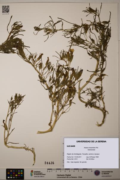 Nolana linearifolia [Espécimen: ]
