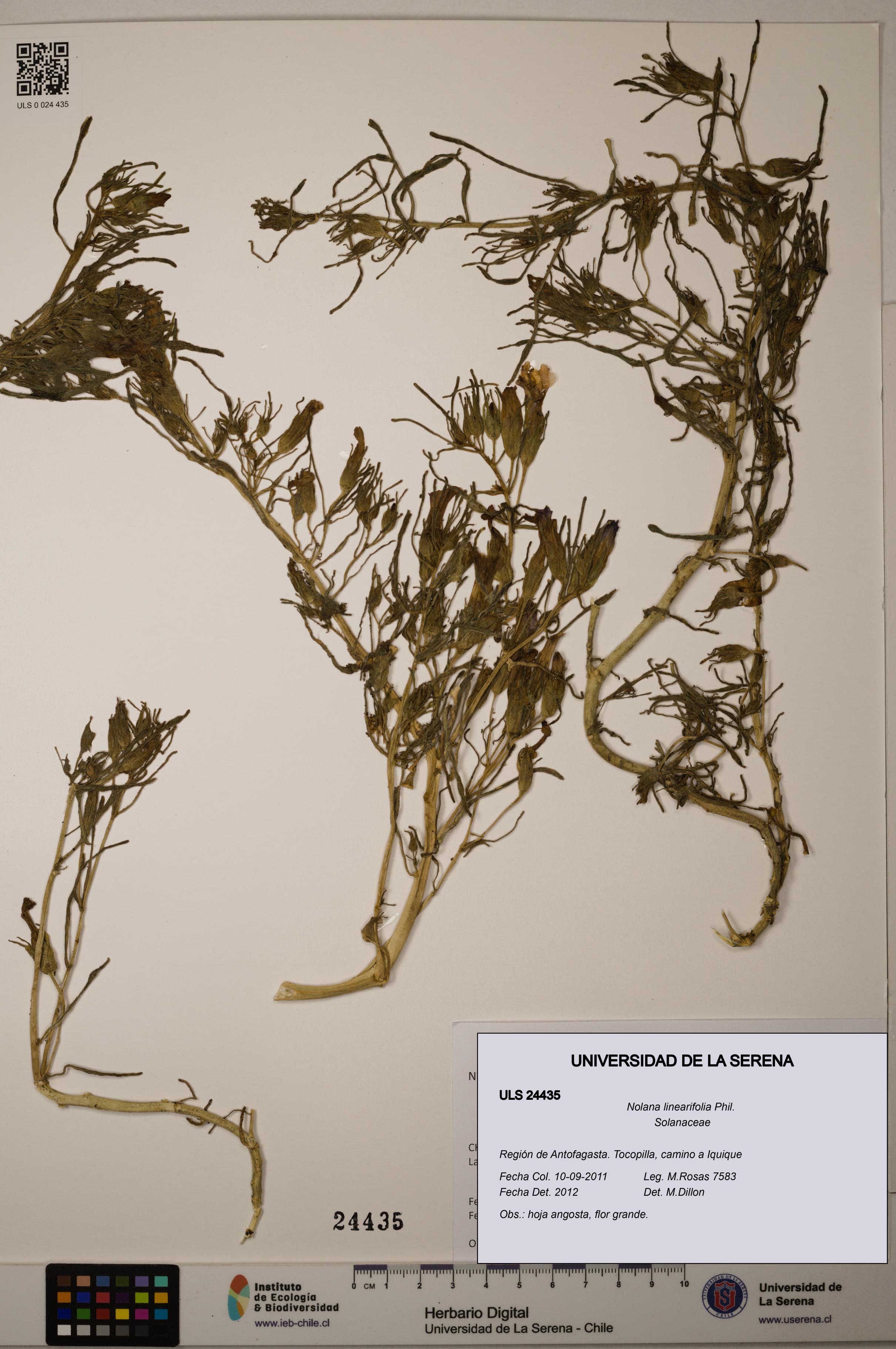 Nolana linearifolia [Espécimen: ]