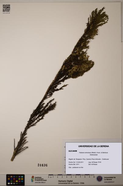 Fabiana ramulosa [Espécimen: ULS:ULS:0024436]