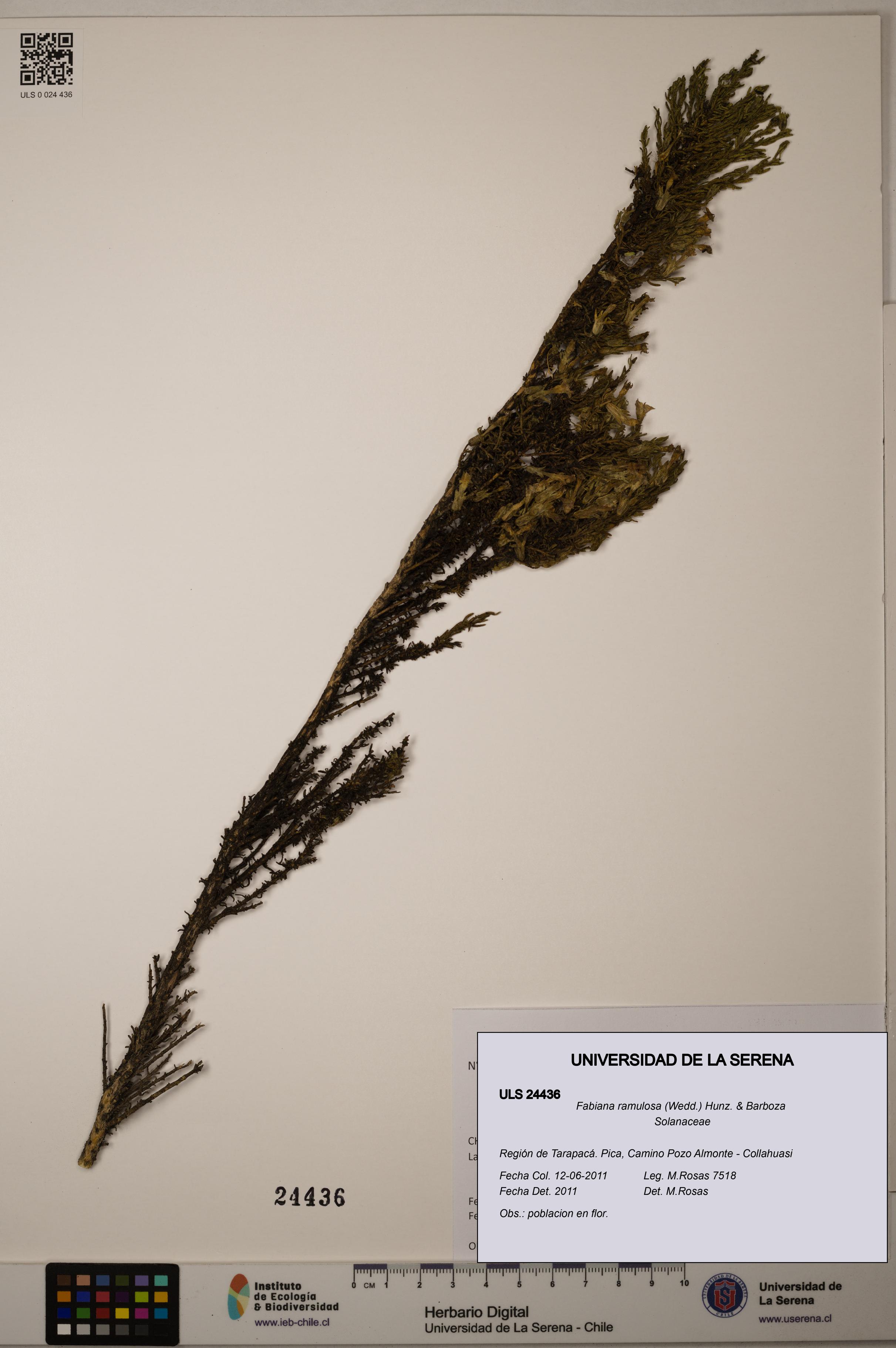 Fabiana ramulosa [Espécimen: ULS:ULS:0024436]