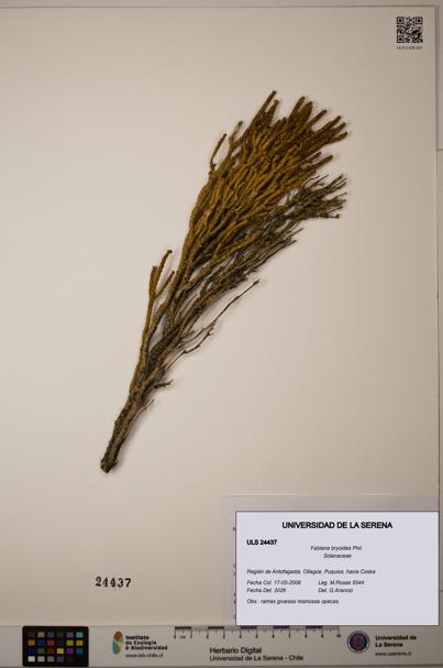 Fabiana bryoides [Espécimen: ULS:ULS:0024437]