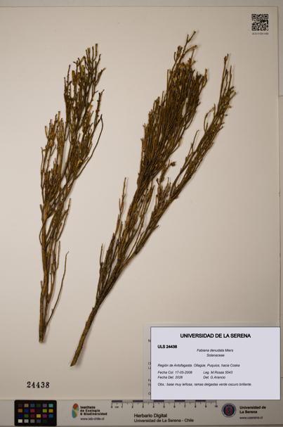 Fabiana denudata [Espécimen: ULS:ULS:0024438]