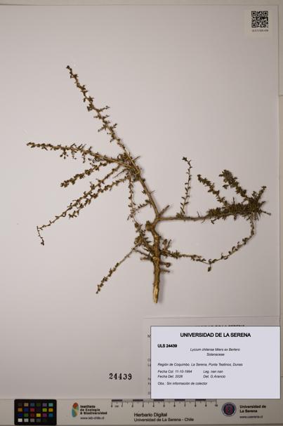 Lycium chilense [Espécimen: ULS:ULS:0024439]