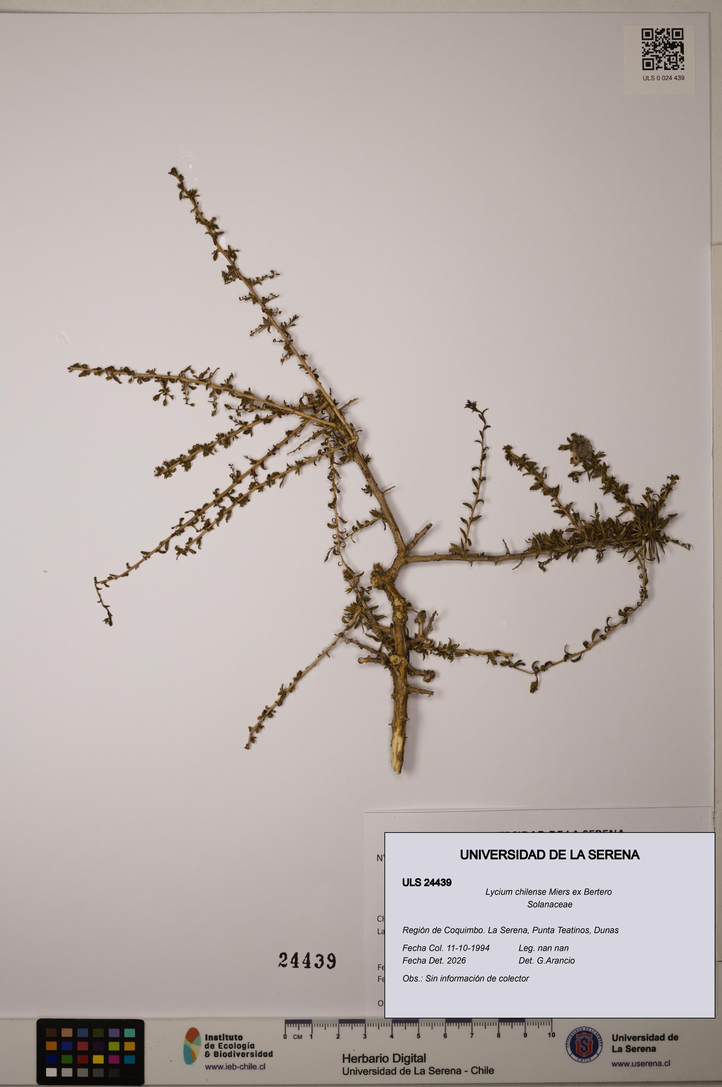 Lycium chilense [Espécimen: ULS:ULS:0024439]