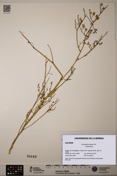 Schizanthus laetus [Espécimen: ULS:ULS:0024440]