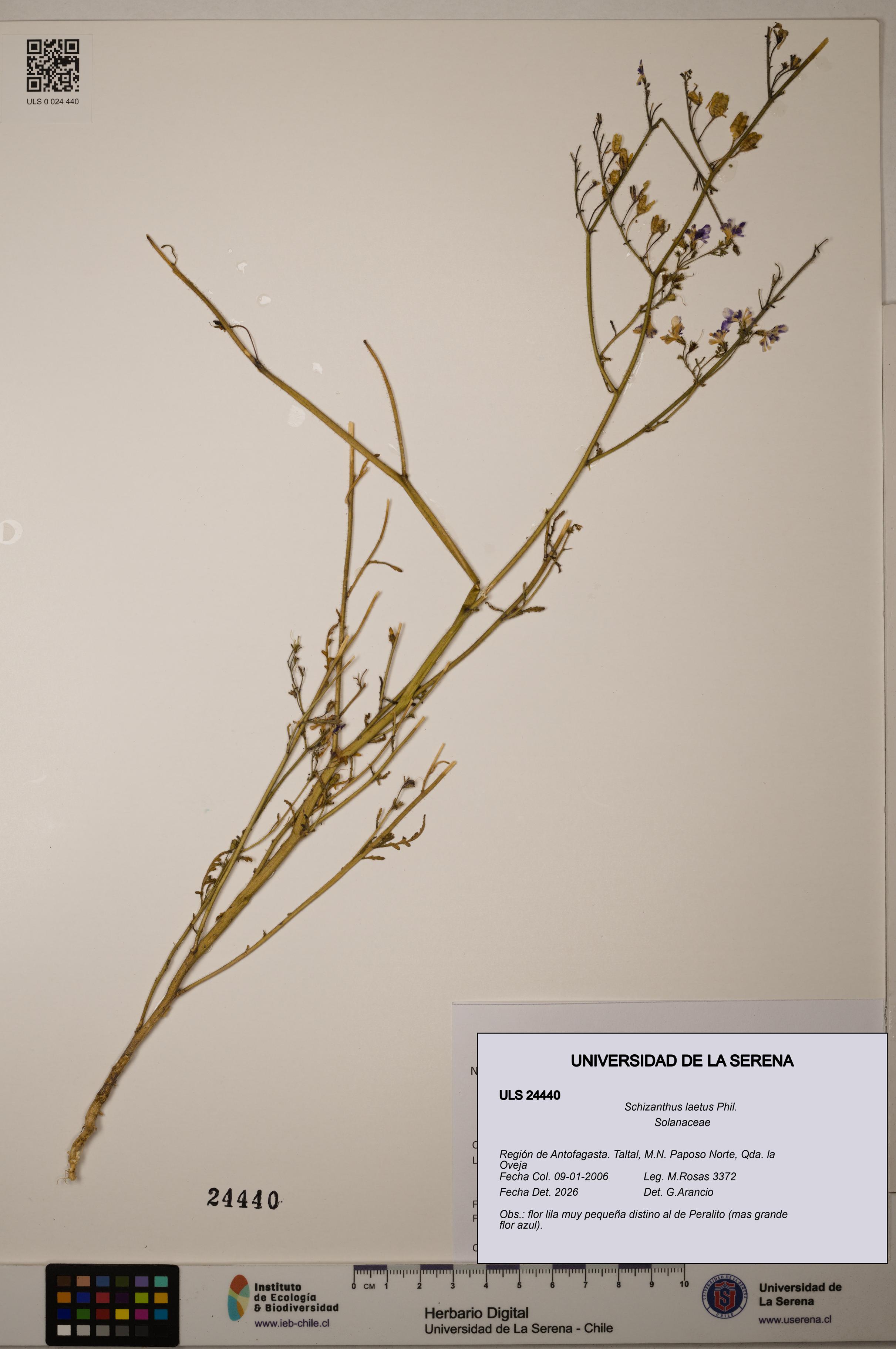 Schizanthus laetus [Espécimen: ULS:ULS:0024440]