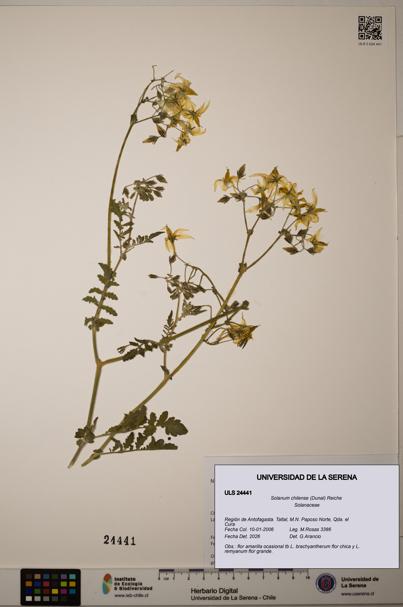 Solanum chilense [Espécimen: ULS:ULS:0024441]