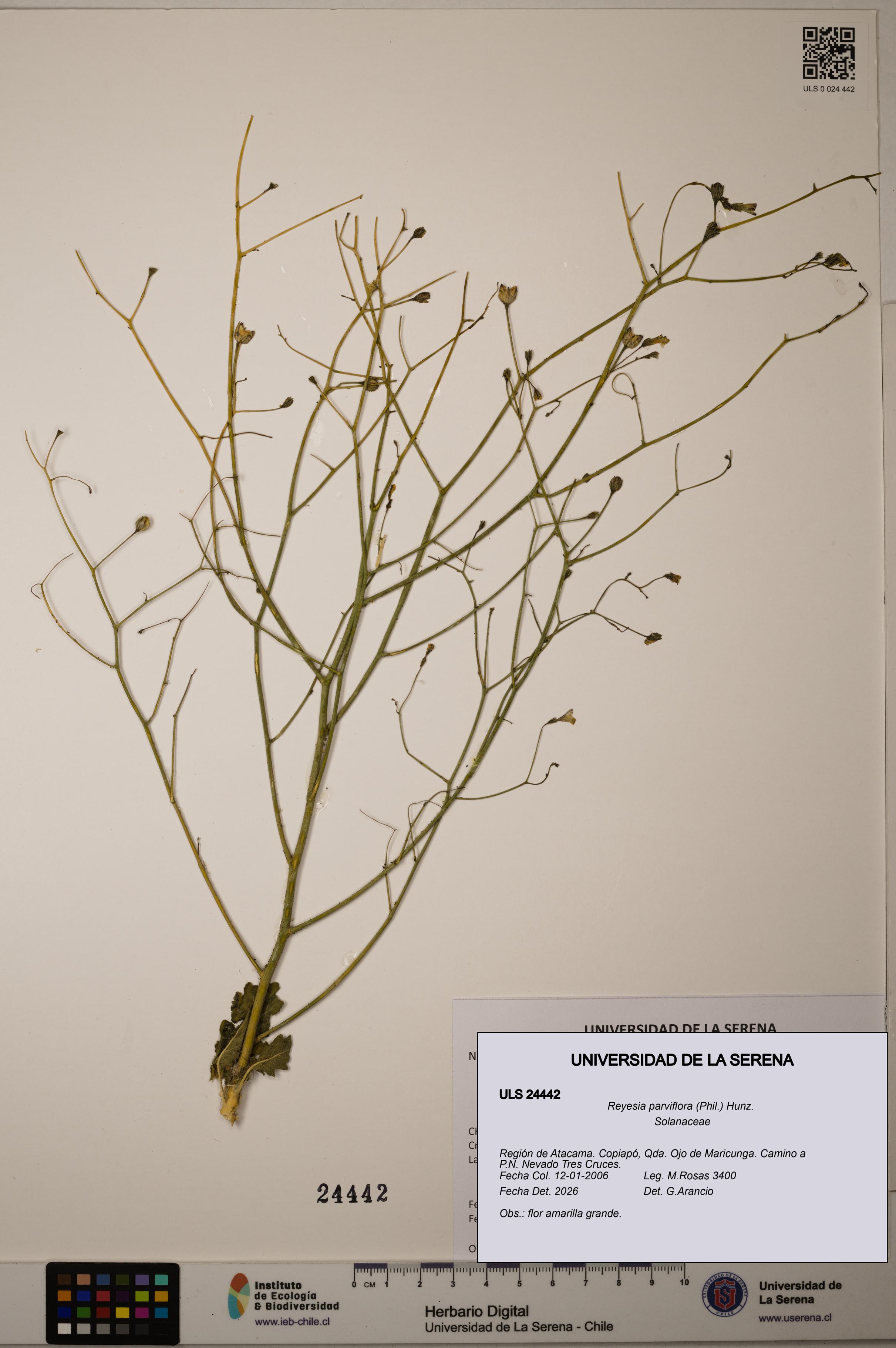 Reyesia parviflora [Espécimen: ULS:ULS:0024442]