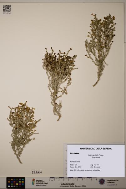 Nolana sedifolia [Espécimen: ]
