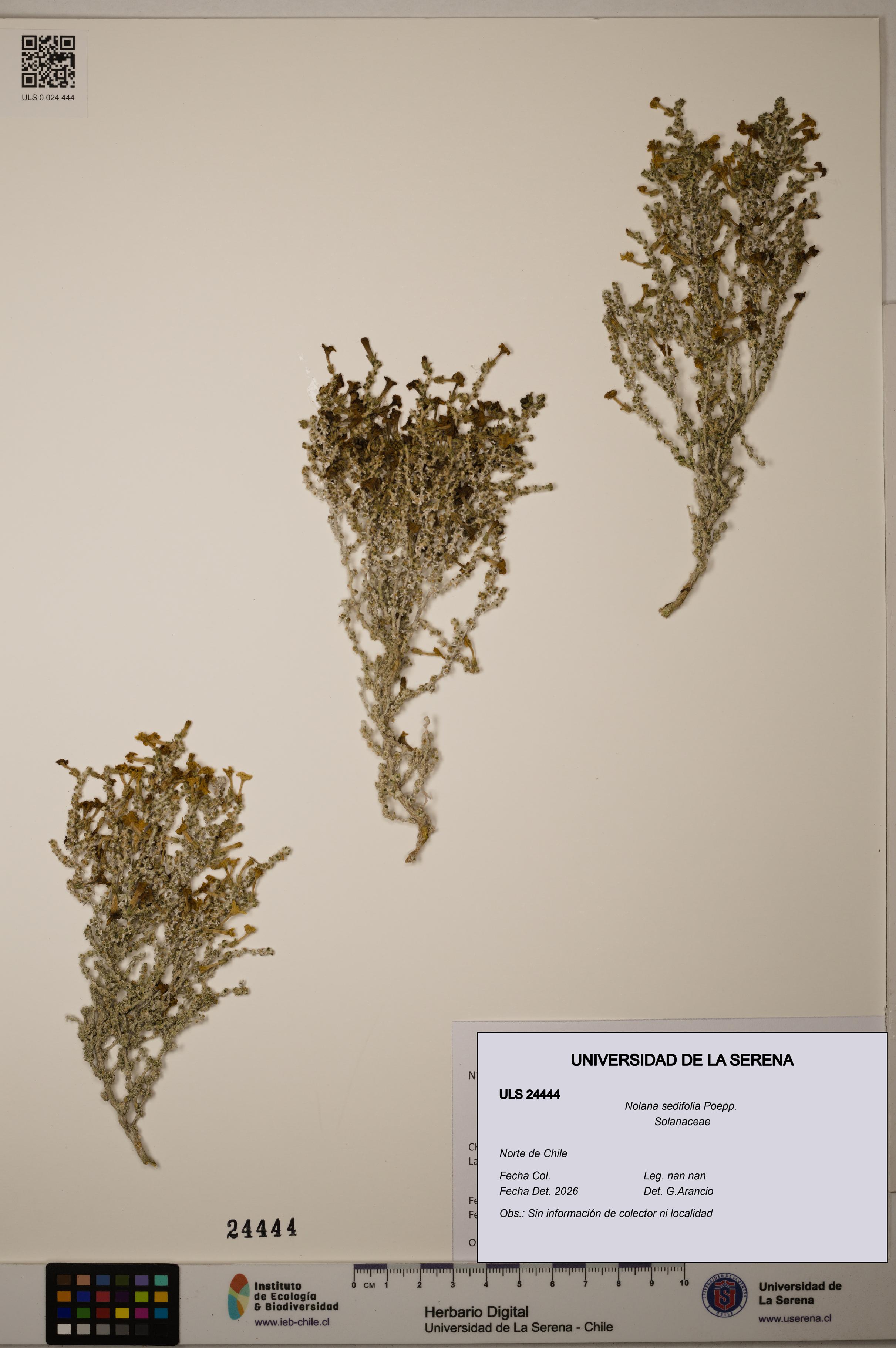 Nolana sedifolia [Espécimen: ]