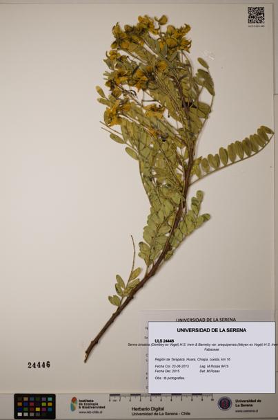 Senna birostris [Espécimen: ]
