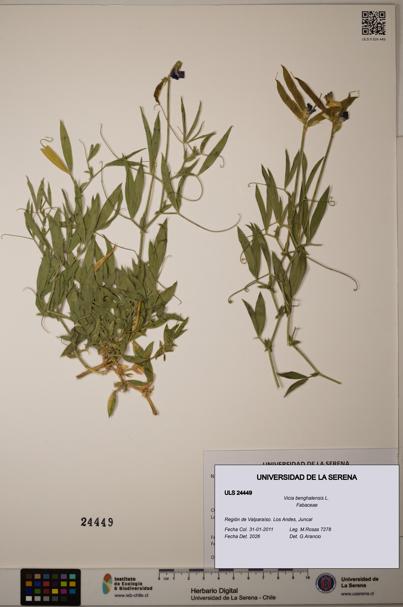 Vicia benghalensis [Espécimen: ]