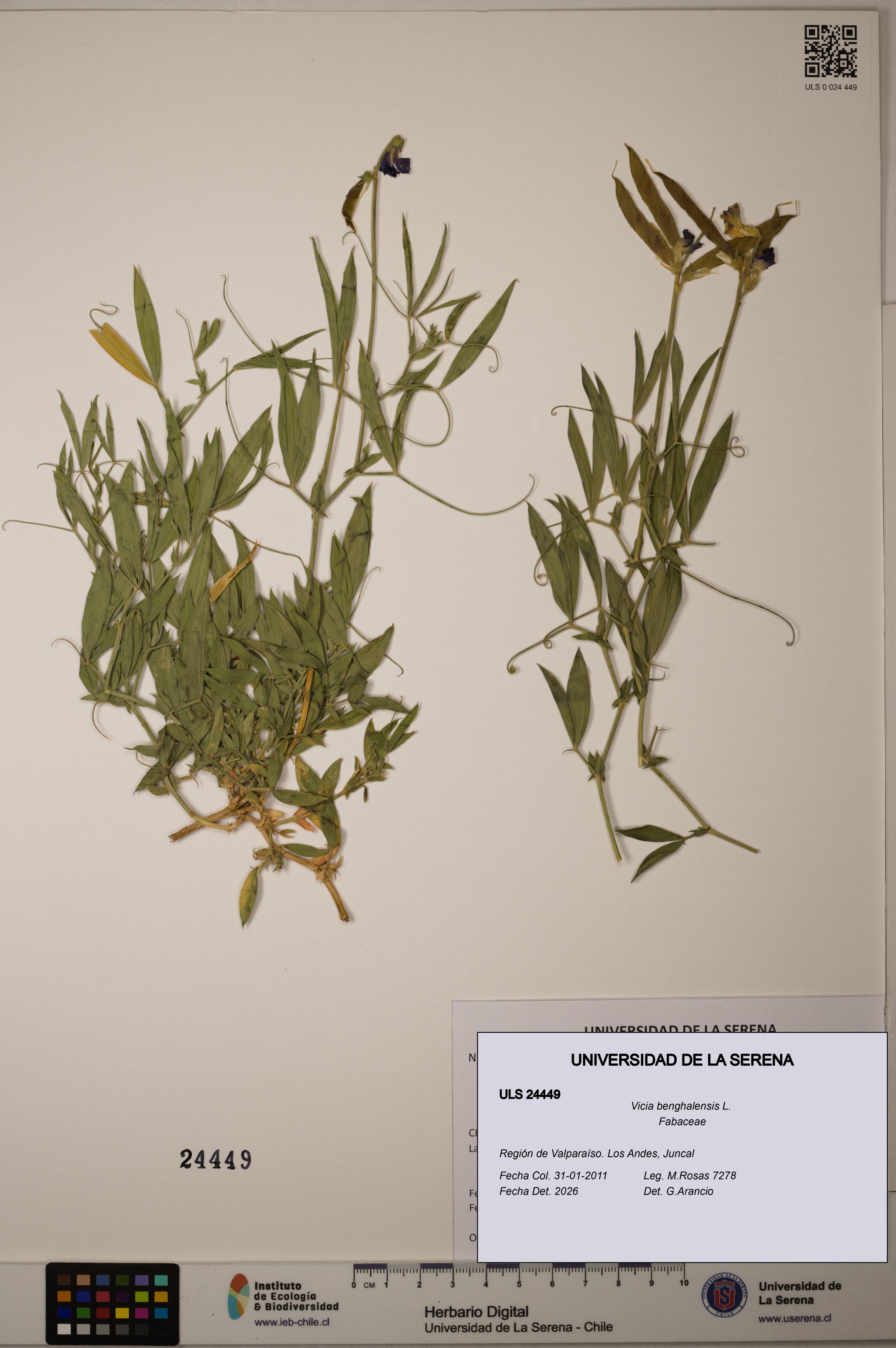 Vicia benghalensis [Espécimen: ]