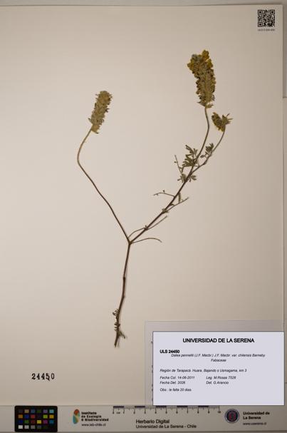 Dalea pennellii var. chilensis [Espécimen: ULS:ULS:0024450]