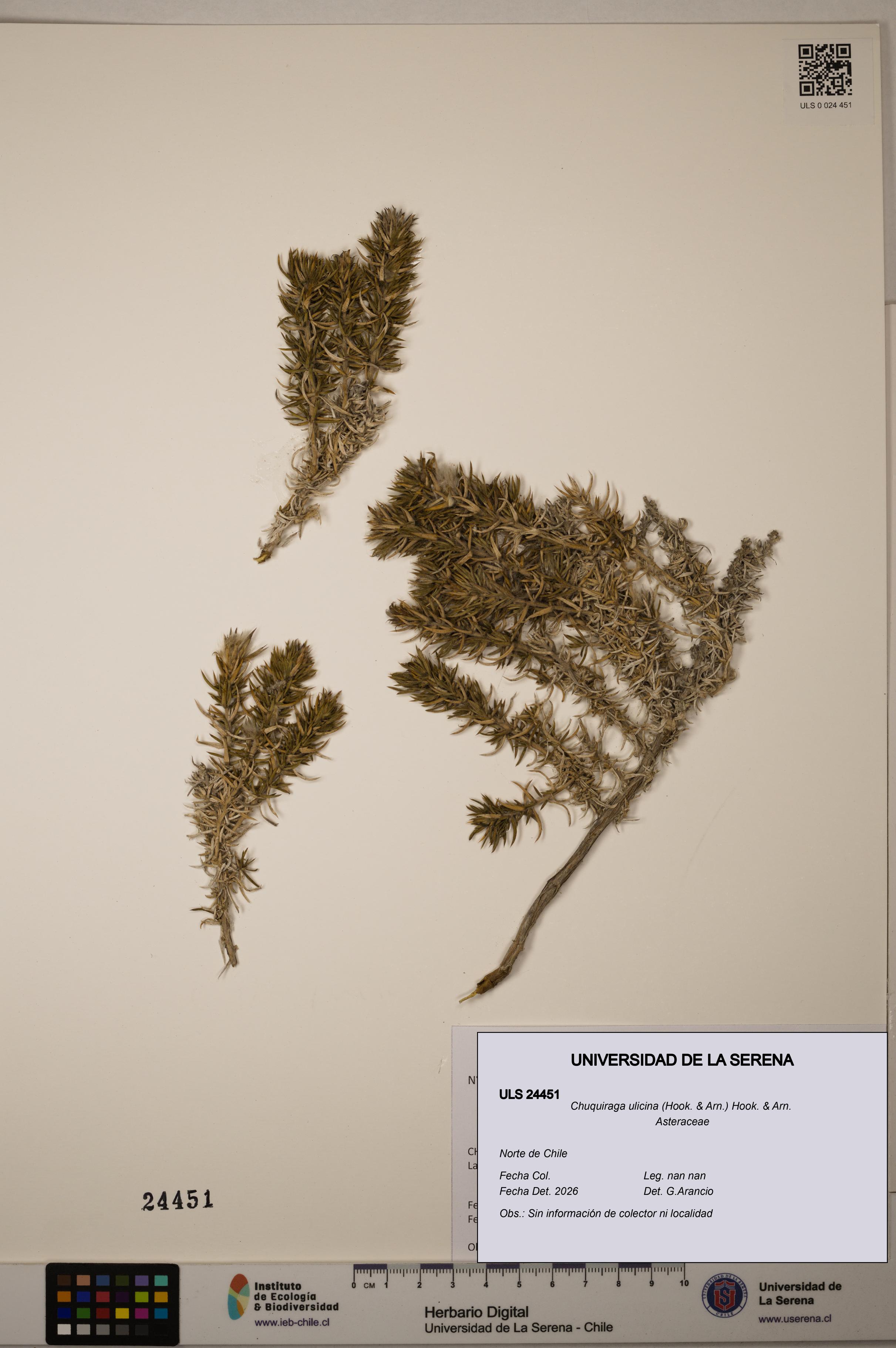 Chuquiraga ulicina [Espécimen: ULS:ULS:0024451]
