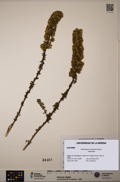 Ophryosporus triangularis [Espécimen: ]