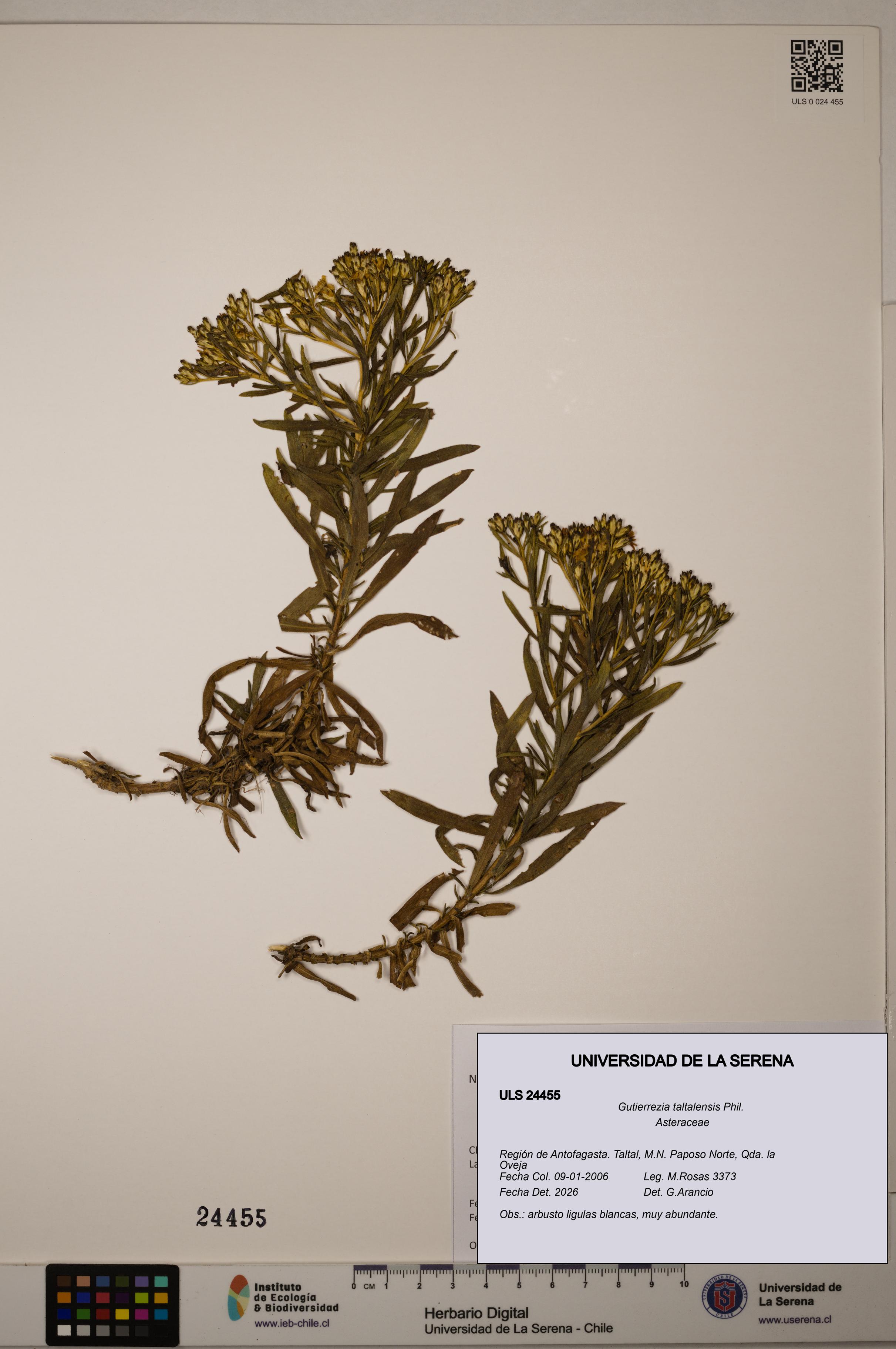 Gutierrezia taltalensis [Espécimen: ]