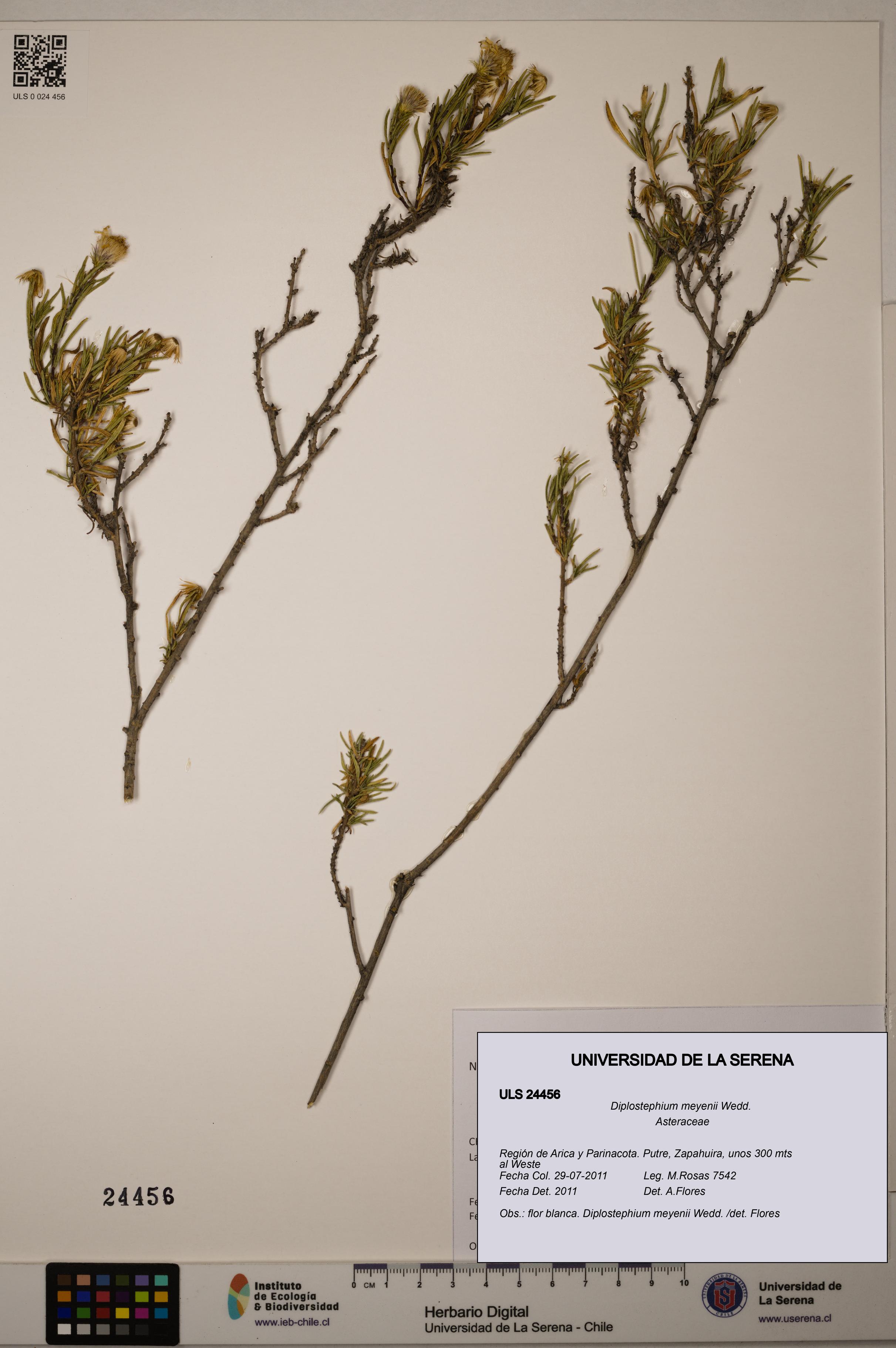Diplostephium meyenii [Espécimen: ]
