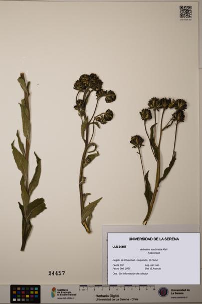 Verbesina saubinetia [Espécimen: ULS:ULS:0024457]
