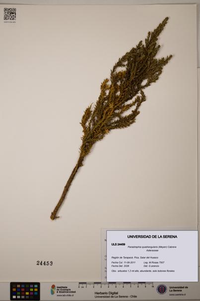 Parastrephia quadrangularis [Espécimen: ]