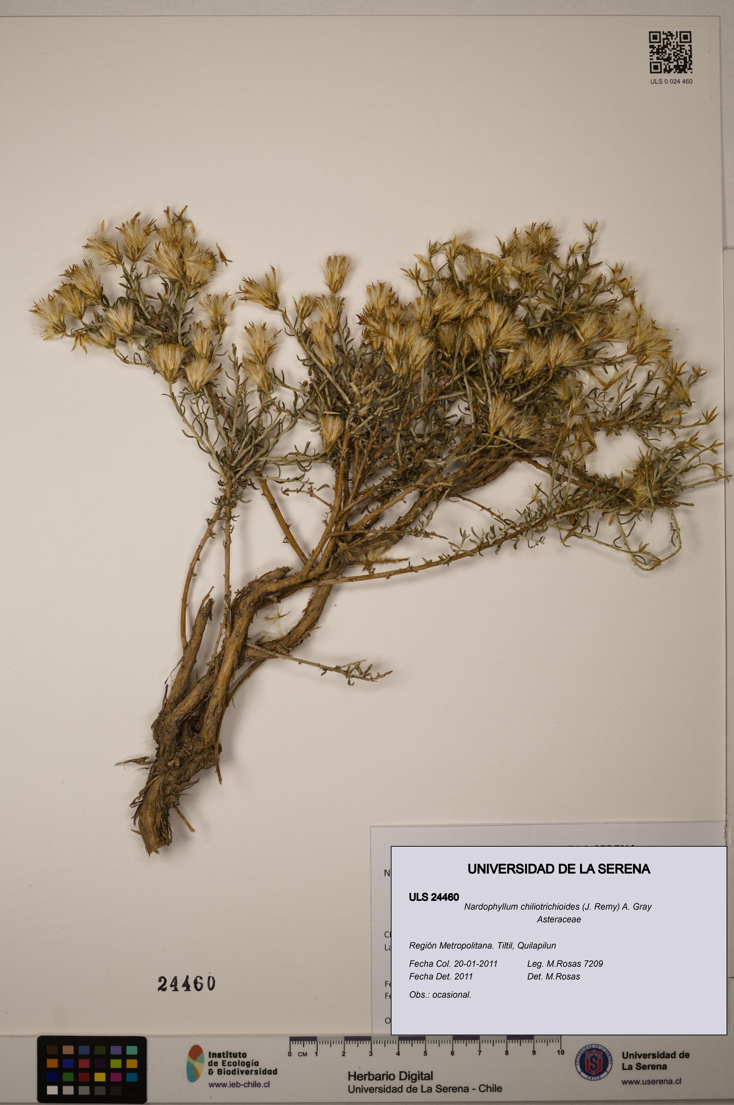Nardophyllum chiliotrichioides [Espécimen: ULS:ULS:0024460]