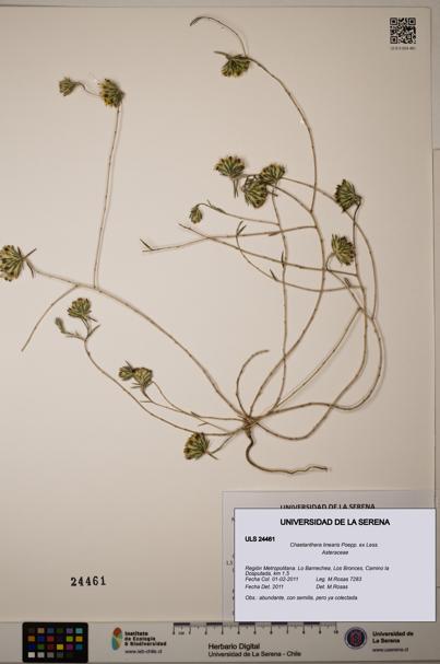 Chaetanthera linearis [Espécimen: ]