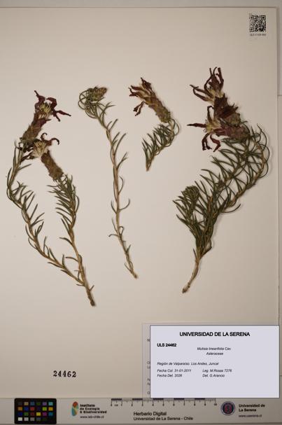 Mutisia linearifolia [Espécimen: ULS:ULS:0024462]