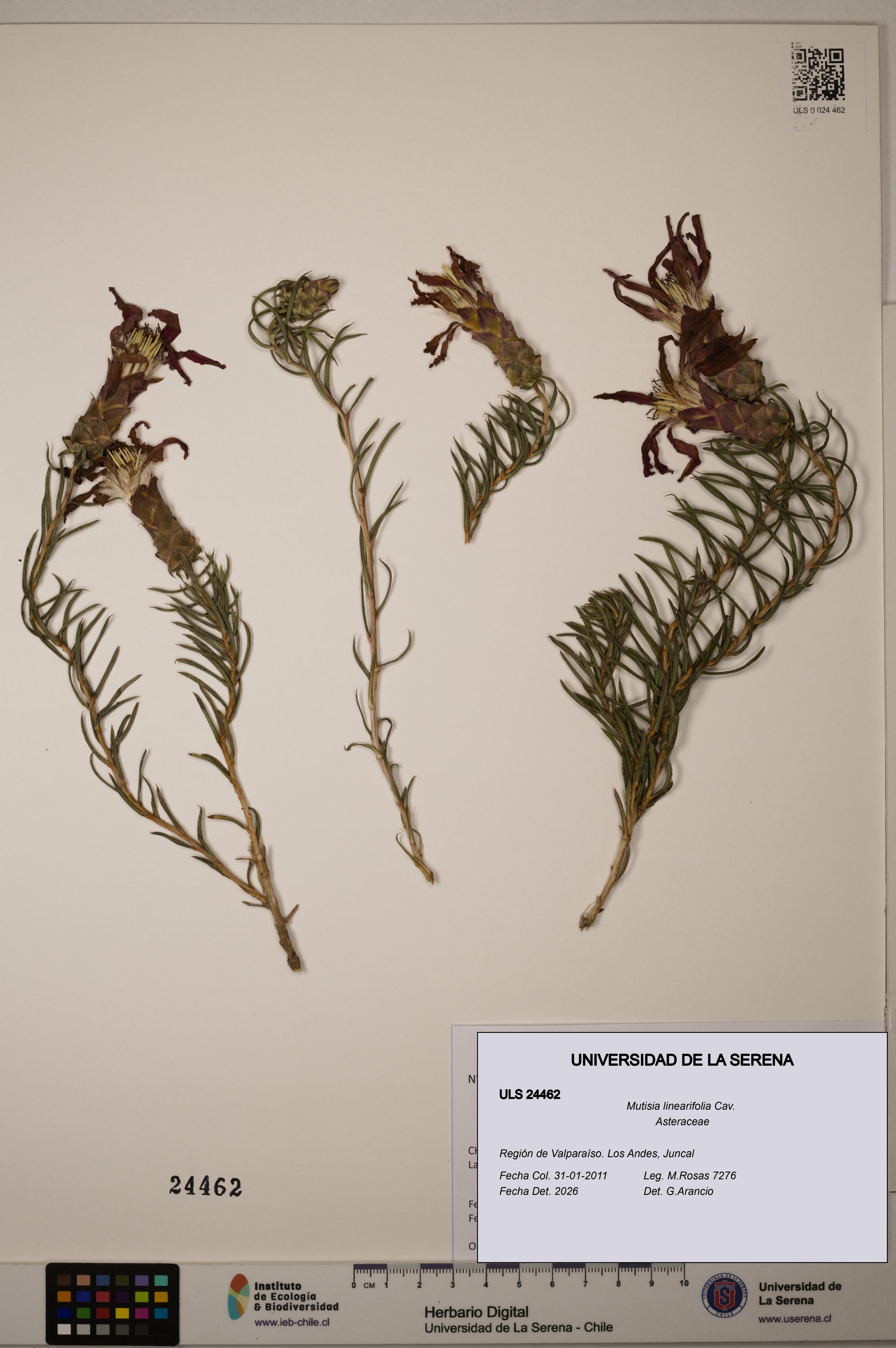 Mutisia linearifolia [Espécimen: ULS:ULS:0024462]