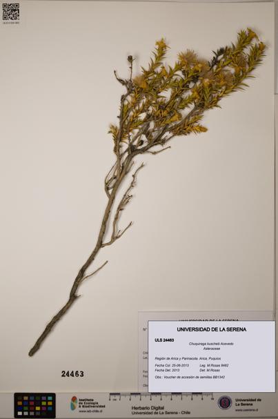Chuquiraga kuschelii [Espécimen: ULS:ULS:0024463]