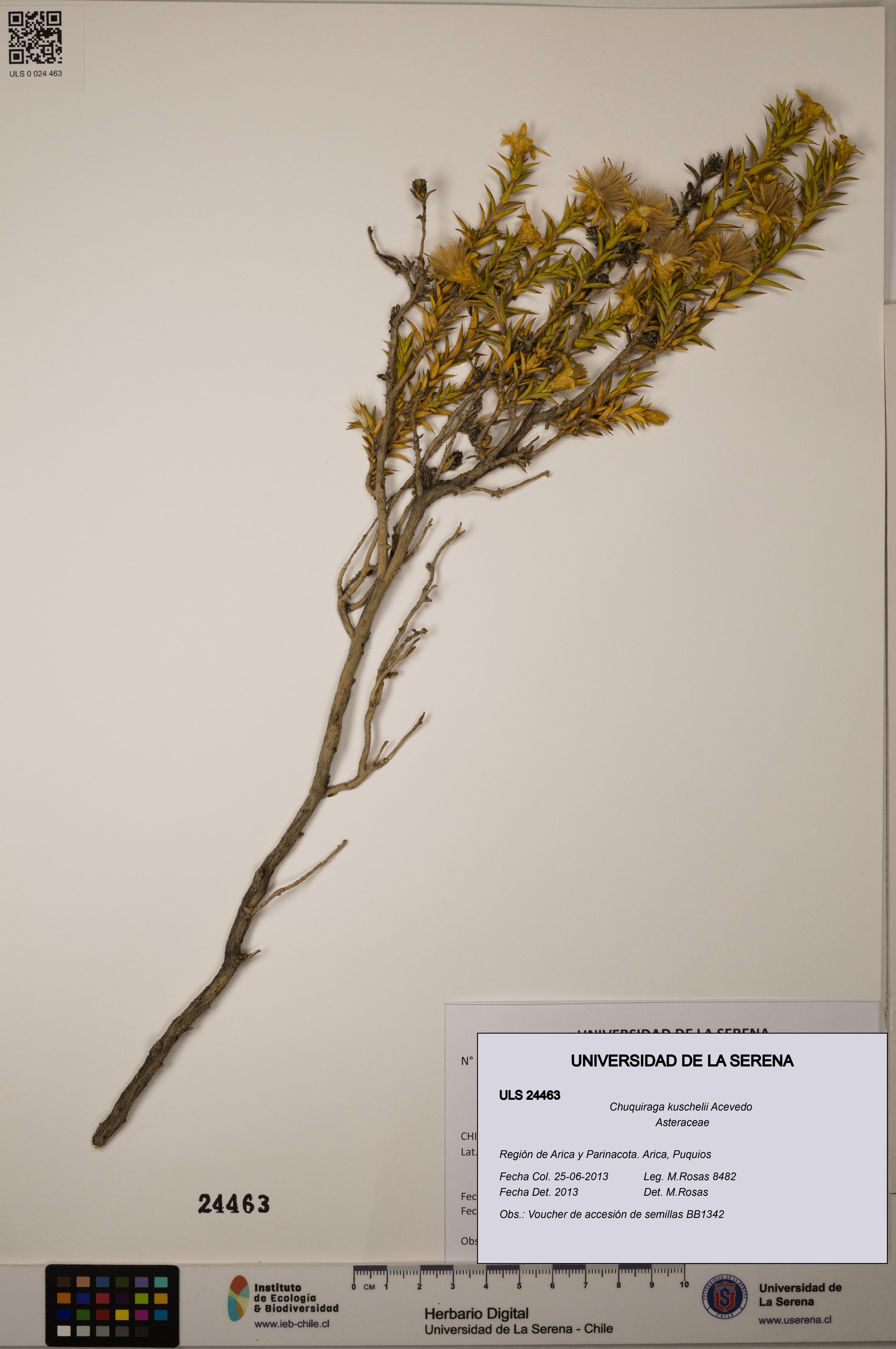 Chuquiraga kuschelii [Espécimen: ULS:ULS:0024463]