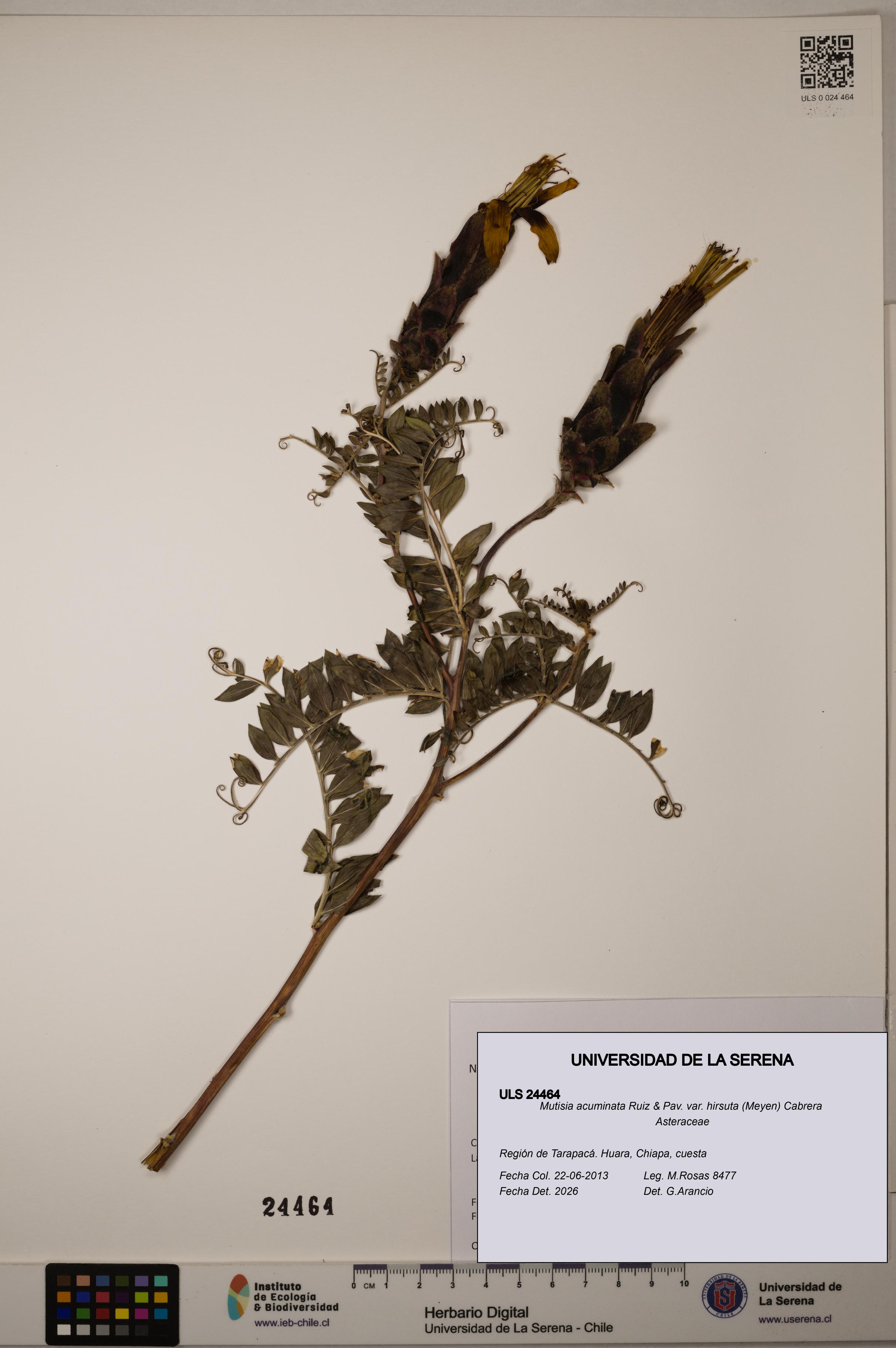 Mutisia acuminata [Espécimen: ULS:ULS:0024464]