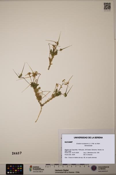 Erodium cicutarium [Espécimen: ULS:ULS:0024467]