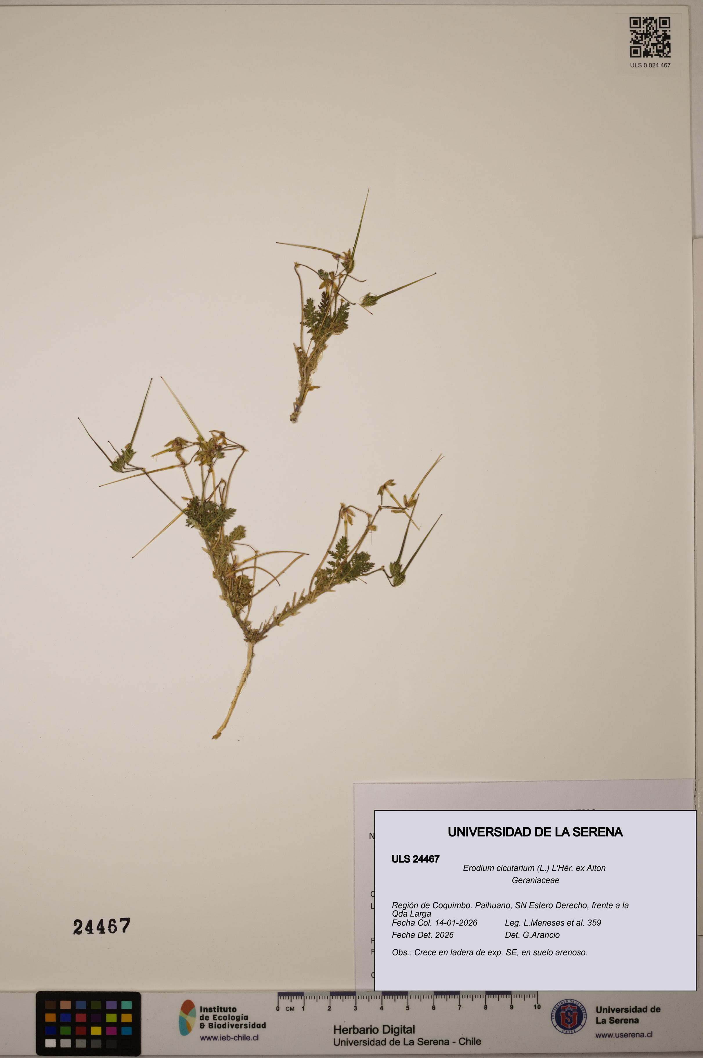Erodium cicutarium [Espécimen: ULS:ULS:0024467]