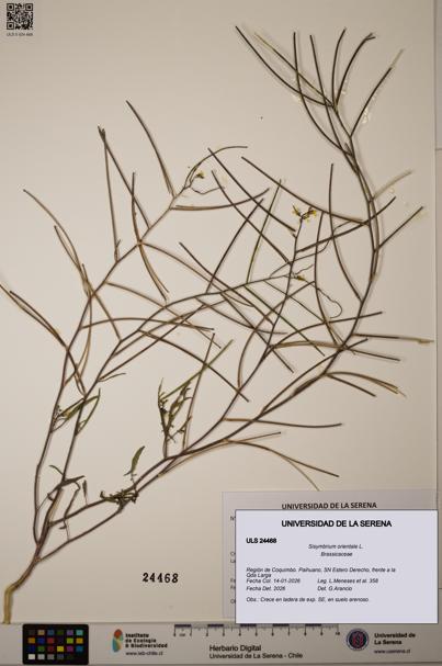 Sisymbrium orientale [Espécimen: ULS:ULS:0024468]