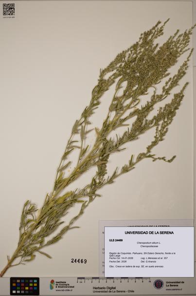 Chenopodium album [Espécimen: ULS:ULS:0024469]