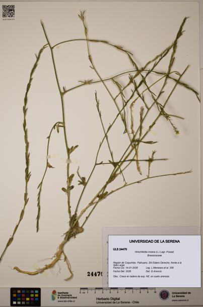 Hirschfeldia incana [Espécimen: ULS:ULS:0024470]