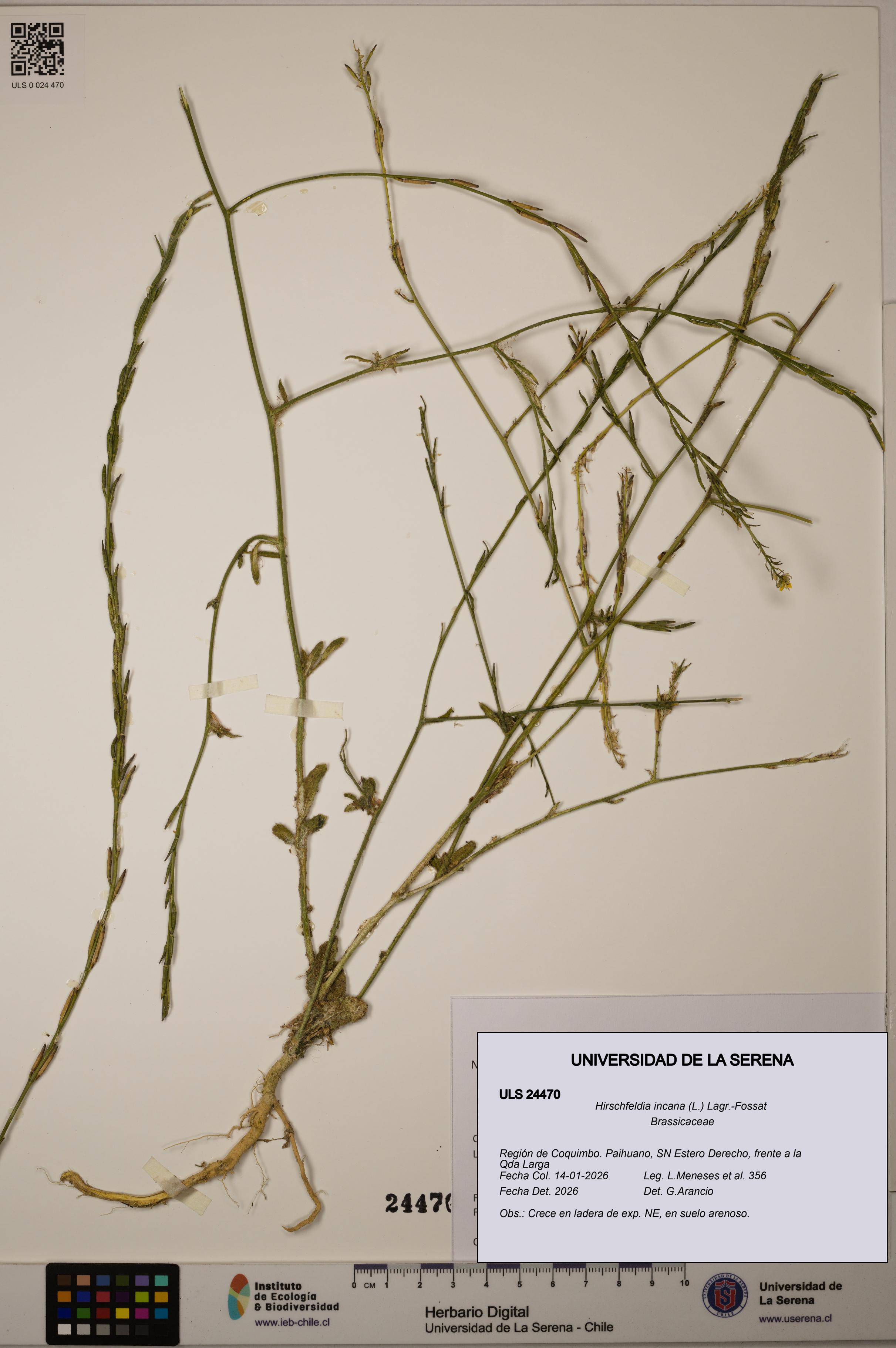 Hirschfeldia incana [Espécimen: ULS:ULS:0024470]