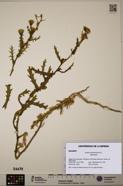 Senecio adenotrichius [Espécimen: ULS:ULS:0024471]