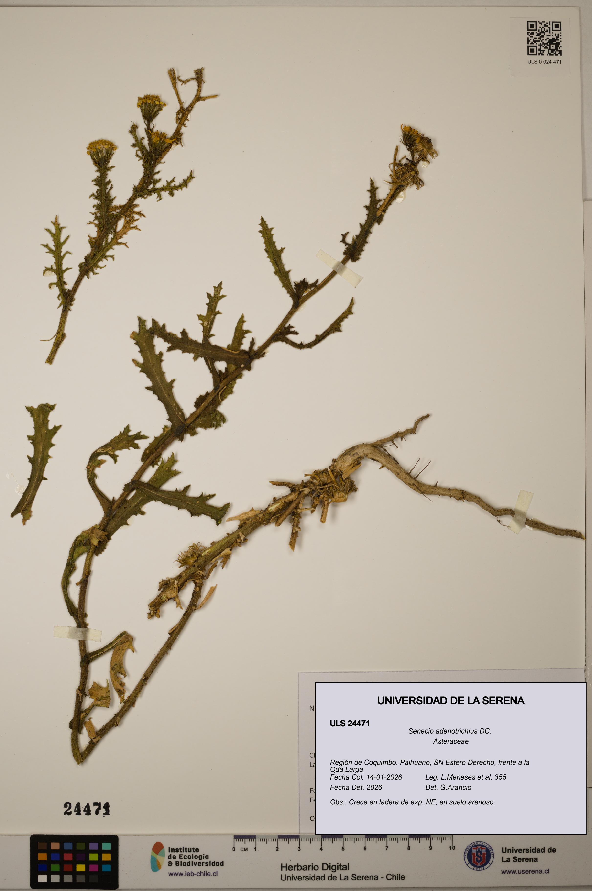 Senecio adenotrichius [Espécimen: ULS:ULS:0024471]
