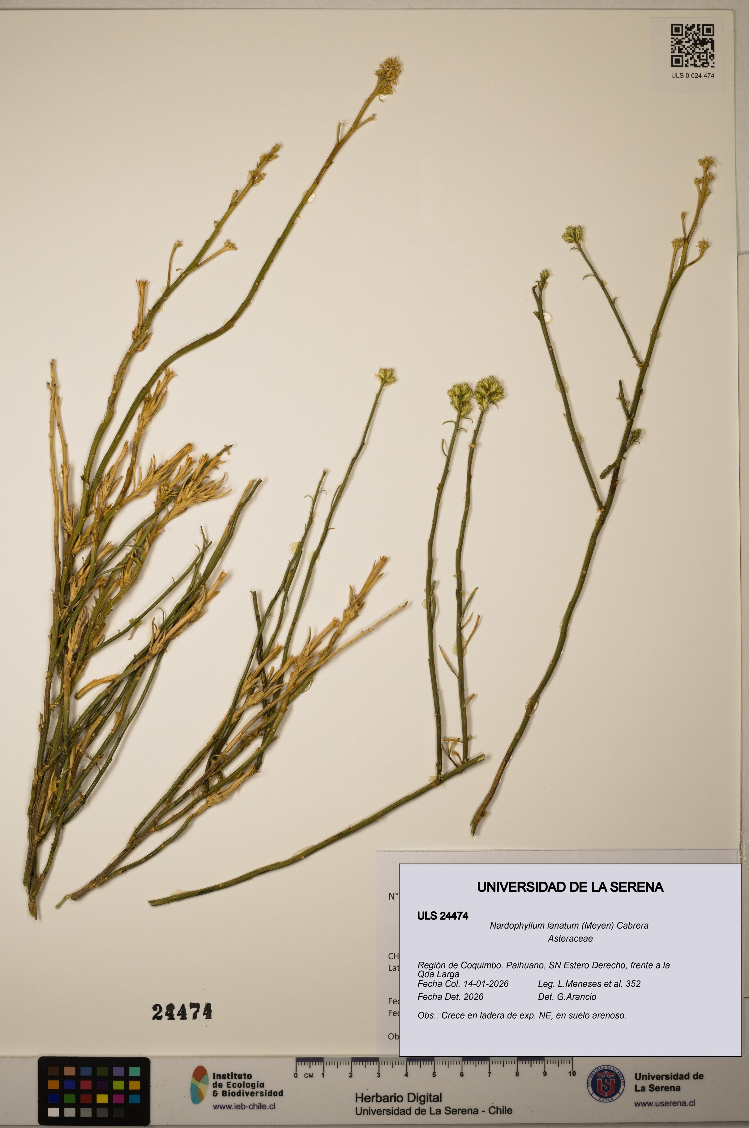 Nardophyllum lanatum [Espécimen: ULS:ULS:0024474]