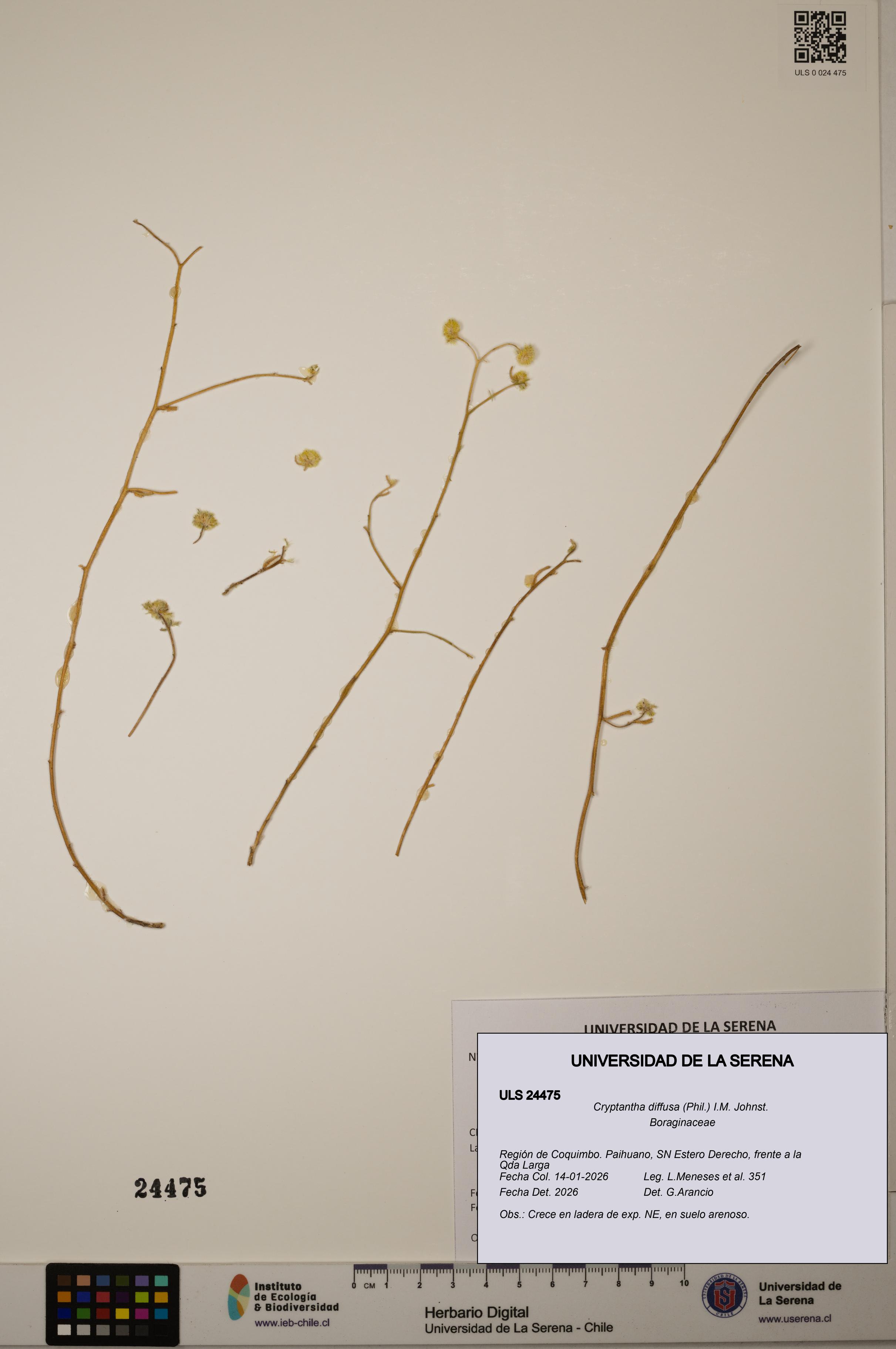 Cryptantha diffusa [Espécimen: ULS:ULS:0024475]