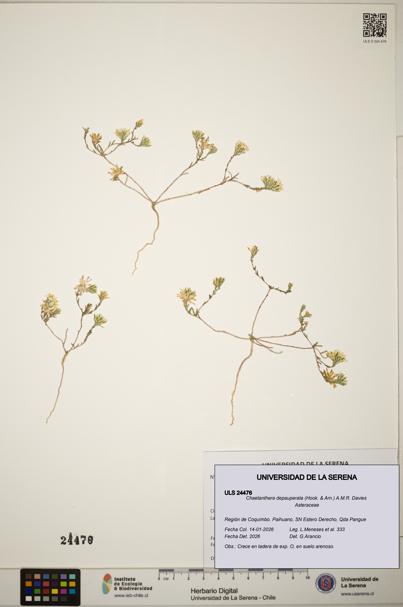 Chaetanthera depauperata [Espécimen: ]