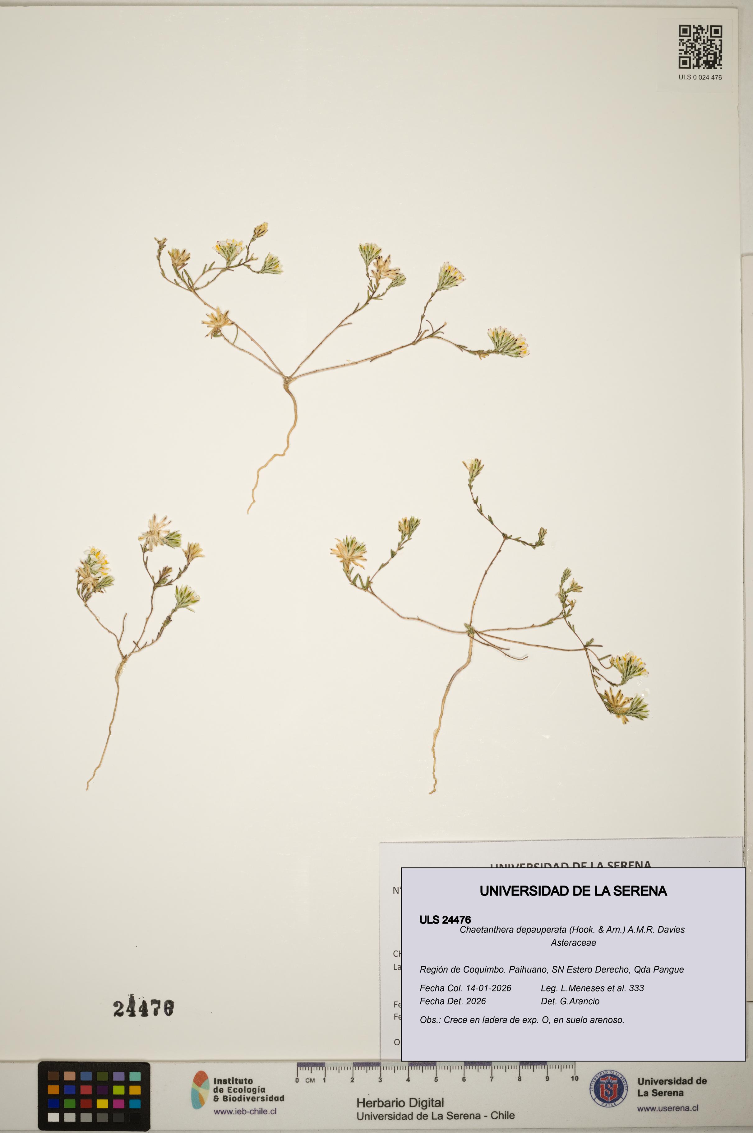 Chaetanthera depauperata [Espécimen: ]