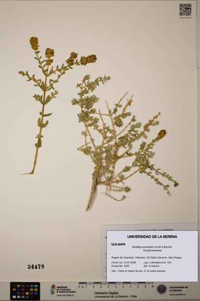 Buddleja suaveolens [Espécimen: ULS:ULS:0024478]