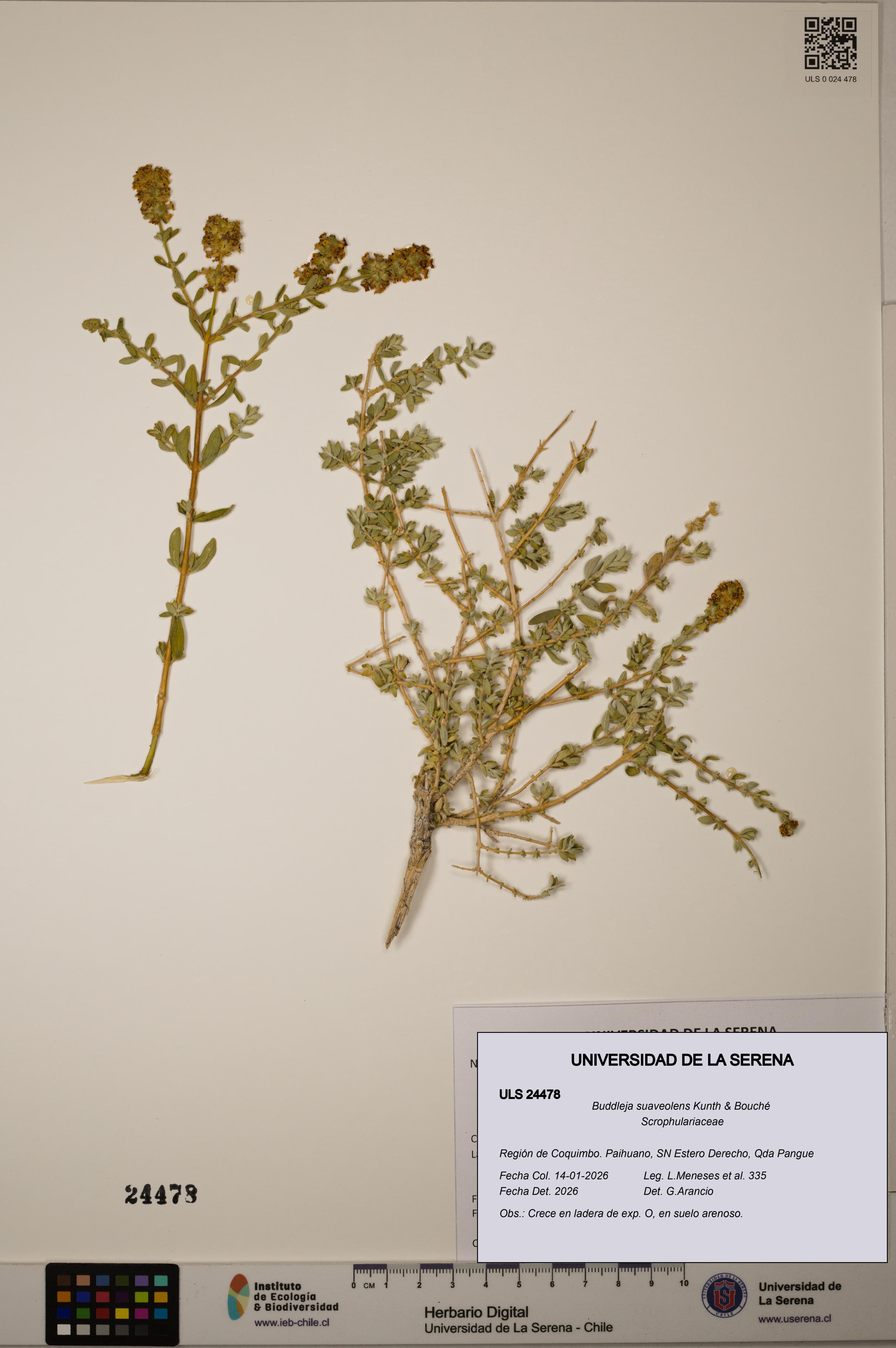 Buddleja suaveolens [Espécimen: ULS:ULS:0024478]